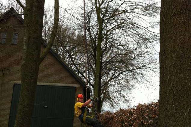 rooien eikenbomen in Biezenmortel op de Biezenmortelse straat vastmaken bomen telescoopkraan, stobbe frezen